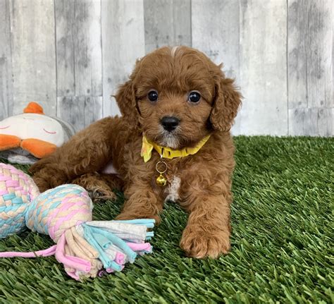 Cavapoo adoption - The Cavapoo — a Cavalier King Charles Spaniel and Poodle mix — is a comparatively new dog breed that is gaining popularity quickly. Learn more about what to expect from a Cavapoo and how to adopt one.